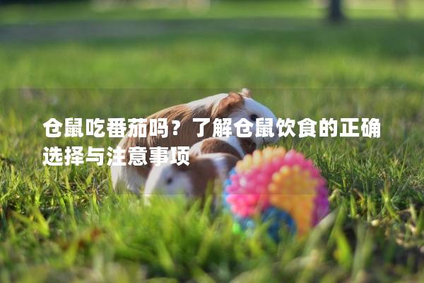 仓鼠吃番茄吗？了解仓鼠饮食的正确选择与注意事项