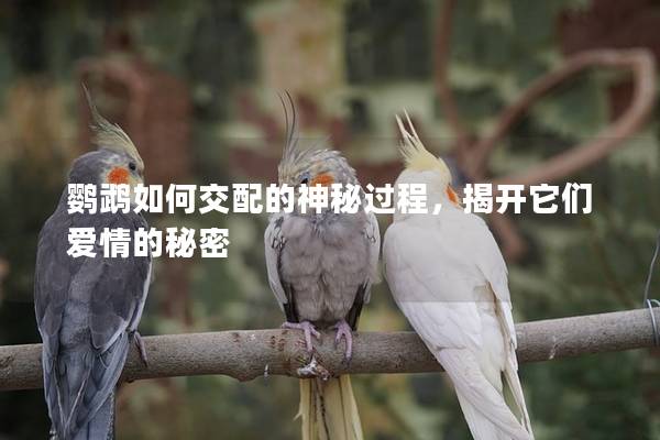 鹦鹉如何交配的神秘过程，揭开它们爱情的秘密
