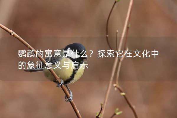 鹦鹉的寓意是什么？探索它在文化中的象征意义与启示