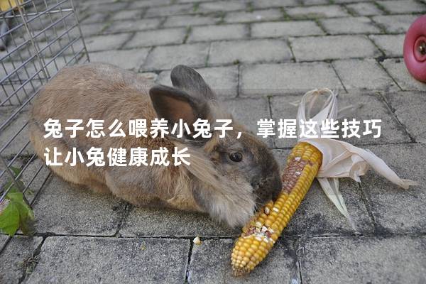 兔子怎么喂养小兔子，掌握这些技巧让小兔健康成长