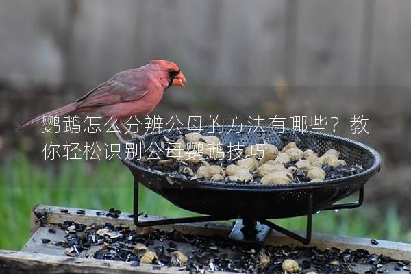 鹦鹉怎么分辨公母的方法有哪些？教你轻松识别公母鹦鹉技巧