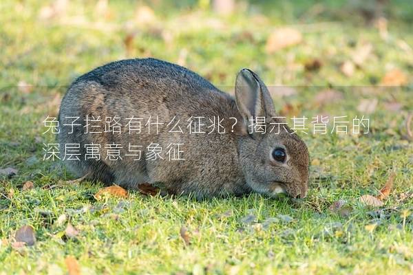 兔子拦路有什么征兆？揭示其背后的深层寓意与象征
