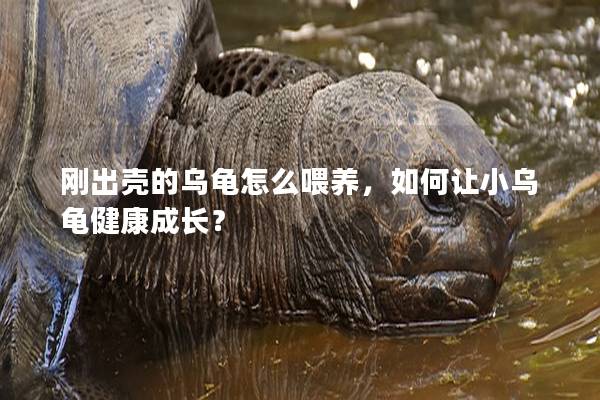 刚出壳的乌龟怎么喂养，如何让小乌龟健康成长？