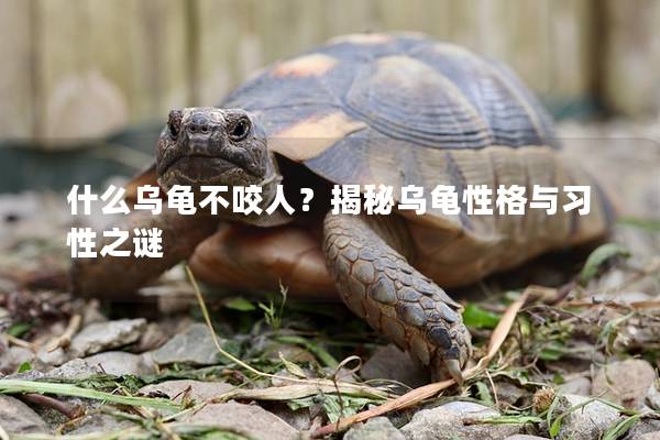 什么乌龟不咬人？揭秘乌龟性格与习性之谜