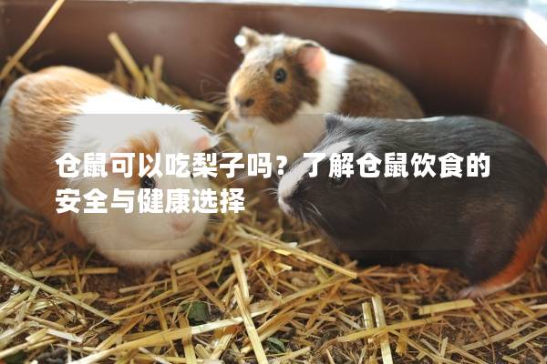 仓鼠可以吃梨子吗？了解仓鼠饮食的安全与健康选择