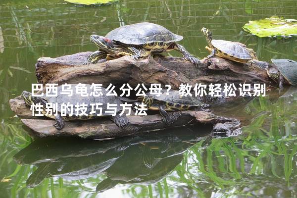 巴西乌龟怎么分公母？教你轻松识别性别的技巧与方法