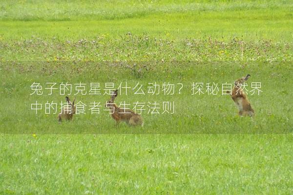 兔子的克星是什么动物？探秘自然界中的捕食者与生存法则