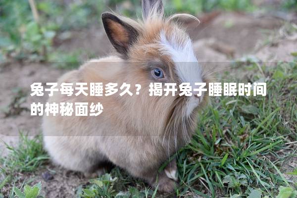 兔子每天睡多久？揭开兔子睡眠时间的神秘面纱