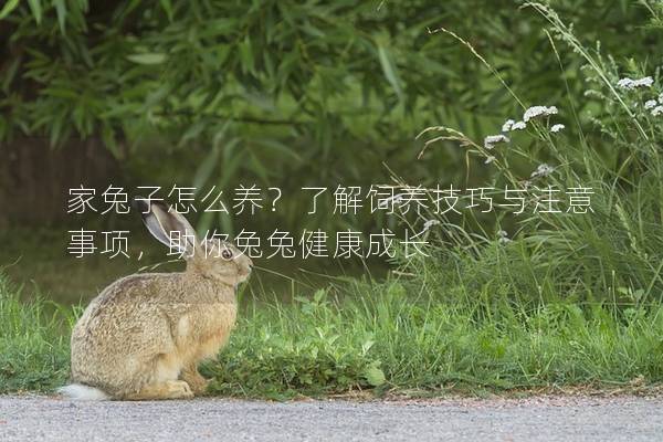 家兔子怎么养？了解饲养技巧与注意事项，助你兔兔健康成长