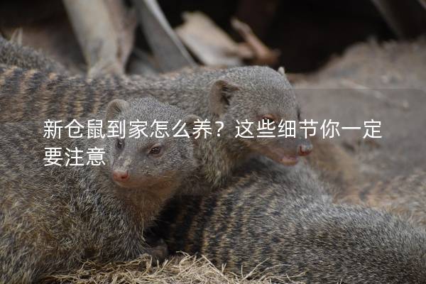 新仓鼠到家怎么养？这些细节你一定要注意
