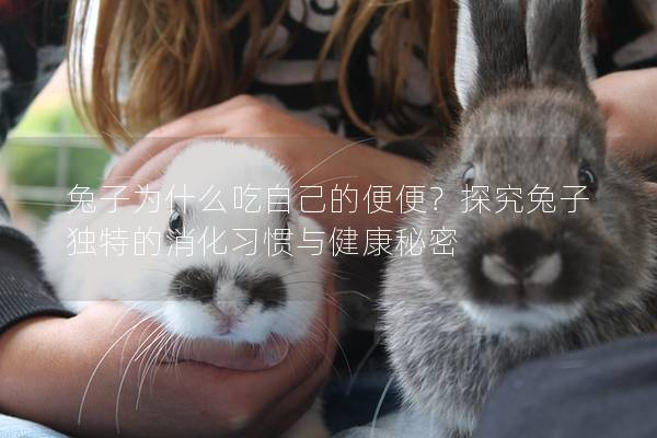 兔子为什么吃自己的便便？探究兔子独特的消化习惯与健康秘密
