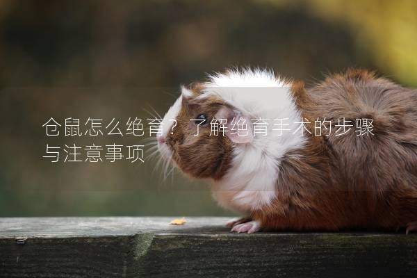仓鼠怎么绝育？了解绝育手术的步骤与注意事项