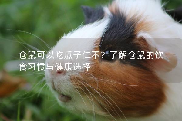仓鼠可以吃瓜子仁不？了解仓鼠的饮食习惯与健康选择