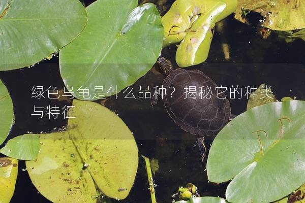 绿色乌龟是什么品种？揭秘它的种类与特征