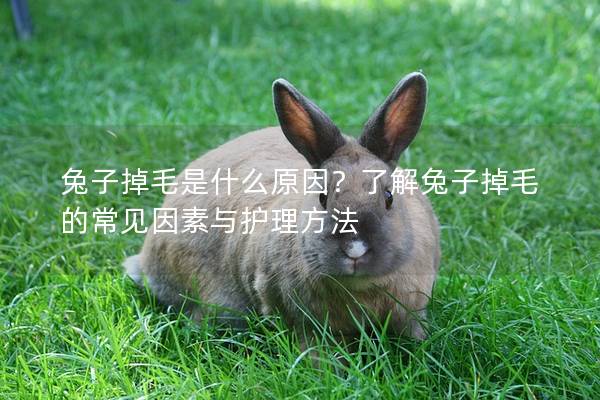 兔子掉毛是什么原因？了解兔子掉毛的常见因素与护理方法