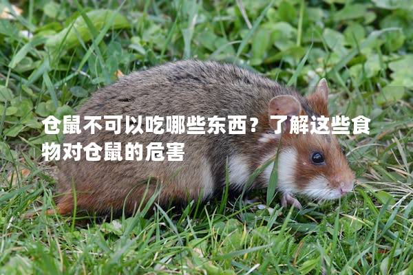 仓鼠不可以吃哪些东西？了解这些食物对仓鼠的危害