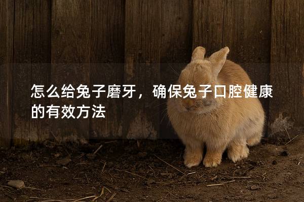怎么给兔子磨牙，确保兔子口腔健康的有效方法