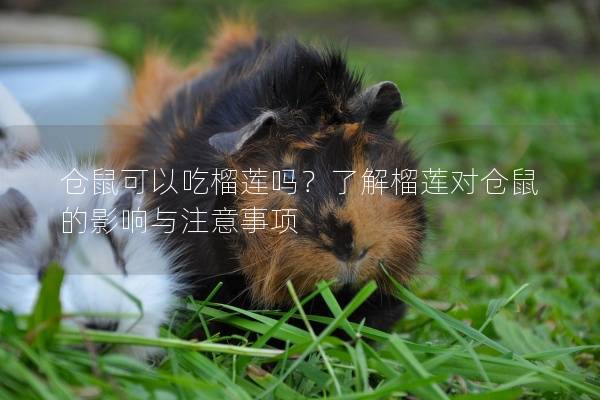 仓鼠可以吃榴莲吗？了解榴莲对仓鼠的影响与注意事项