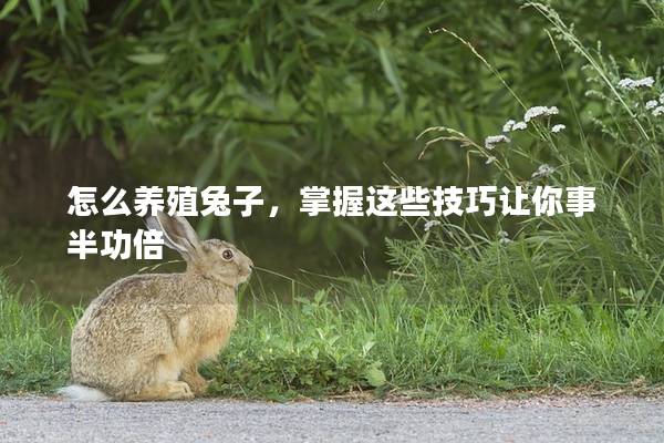 怎么养殖兔子，掌握这些技巧让你事半功倍
