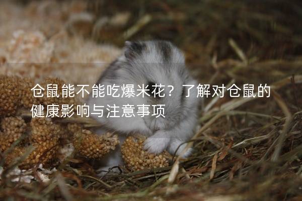 仓鼠能不能吃爆米花？了解对仓鼠的健康影响与注意事项