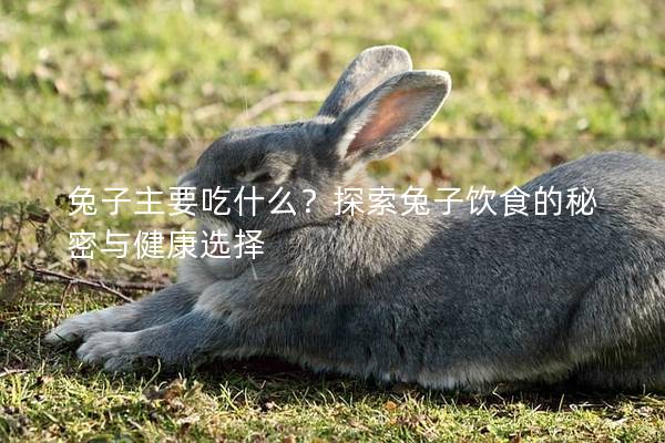 兔子主要吃什么？探索兔子饮食的秘密与健康选择