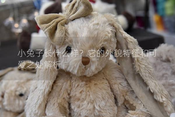 小兔子长什么样？它的外貌特征和可爱之处解析
