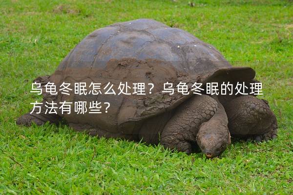 乌龟冬眠怎么处理？乌龟冬眠的处理方法有哪些？