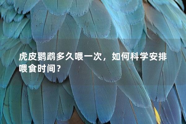 虎皮鹦鹉多久喂一次，如何科学安排喂食时间？
