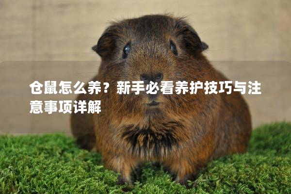 仓鼠怎么养？新手必看养护技巧与注意事项详解