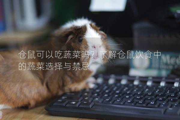 仓鼠可以吃蔬菜吗？了解仓鼠饮食中的蔬菜选择与禁忌