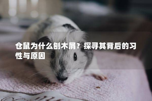 仓鼠为什么刨木屑？探寻其背后的习性与原因