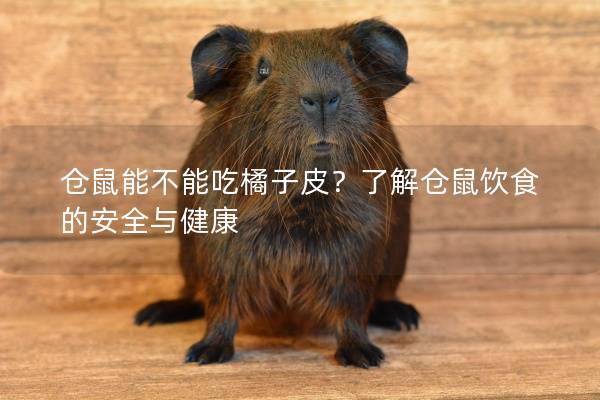 仓鼠能不能吃橘子皮？了解仓鼠饮食的安全与健康
