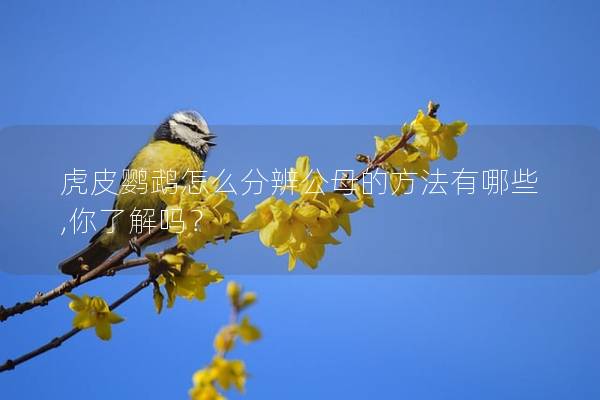 虎皮鹦鹉怎么分辨公母的方法有哪些,你了解吗？