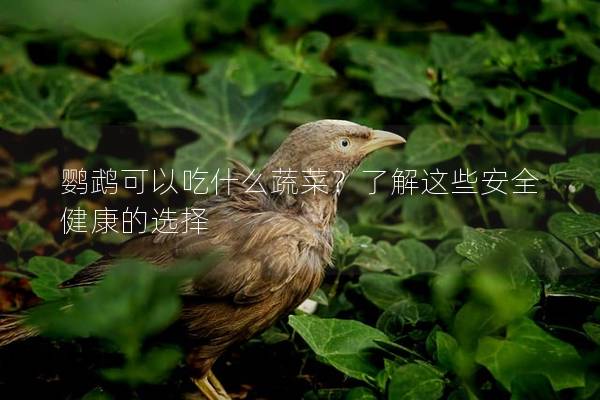 鹦鹉可以吃什么蔬菜？了解这些安全健康的选择