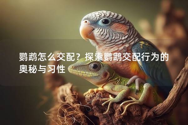 鹦鹉怎么交配？探索鹦鹉交配行为的奥秘与习性