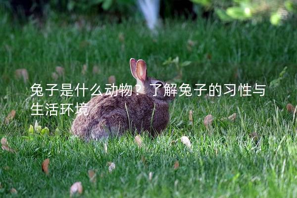 兔子是什么动物？了解兔子的习性与生活环境