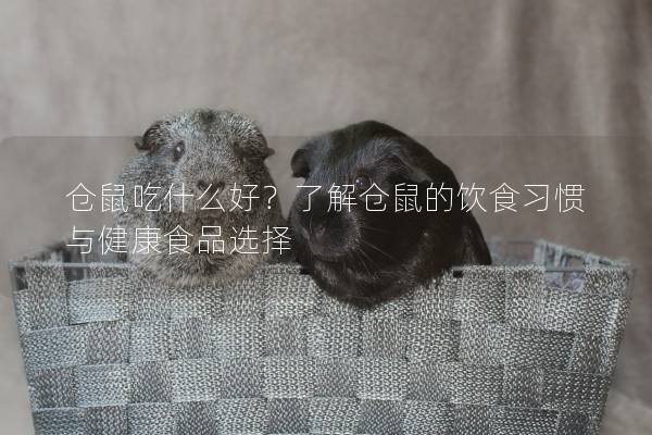 仓鼠吃什么好？了解仓鼠的饮食习惯与健康食品选择