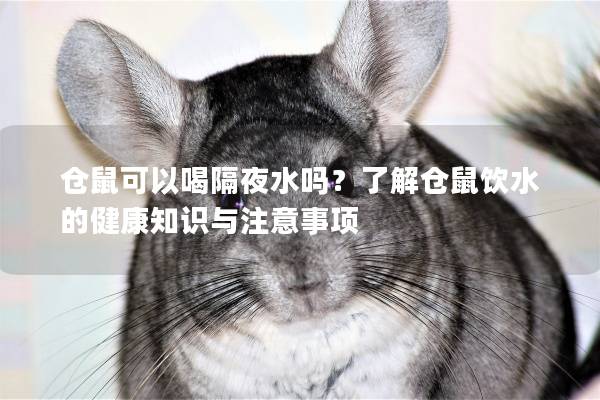仓鼠可以喝隔夜水吗？了解仓鼠饮水的健康知识与注意事项