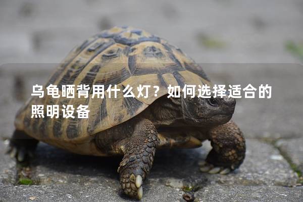乌龟晒背用什么灯？如何选择适合的照明设备