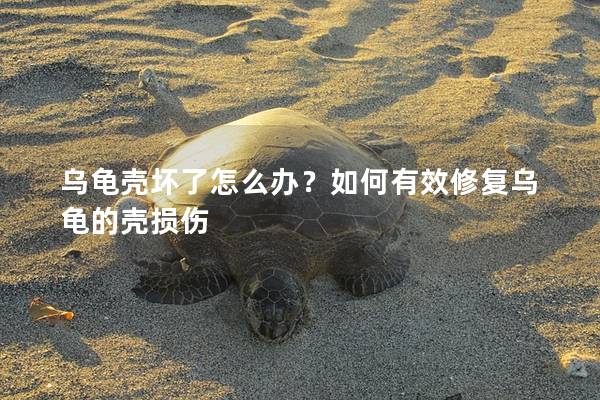 乌龟壳坏了怎么办？如何有效修复乌龟的壳损伤