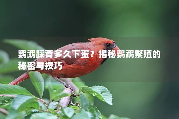 鹦鹉踩背多久下蛋？揭秘鹦鹉繁殖的秘密与技巧