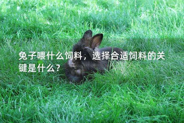 兔子喂什么饲料，选择合适饲料的关键是什么？
