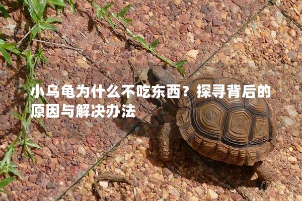 小乌龟为什么不吃东西？探寻背后的原因与解决办法