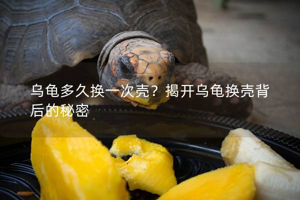乌龟多久换一次壳？揭开乌龟换壳背后的秘密
