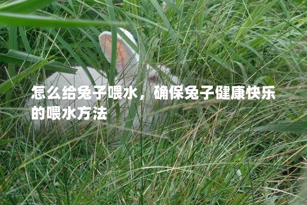 怎么给兔子喂水，确保兔子健康快乐的喂水方法