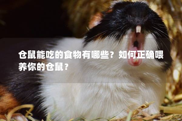 仓鼠能吃的食物有哪些？如何正确喂养你的仓鼠？