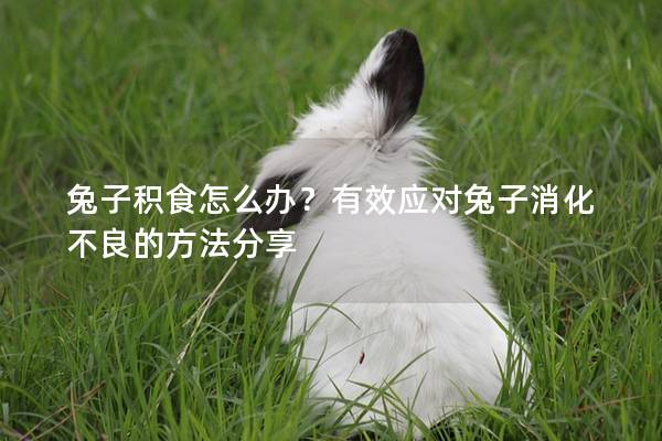 兔子积食怎么办？有效应对兔子消化不良的方法分享