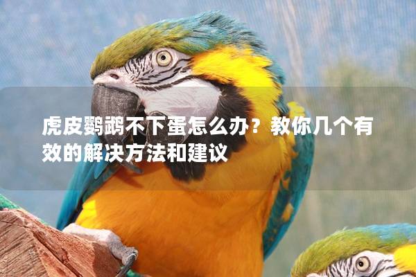 虎皮鹦鹉不下蛋怎么办？教你几个有效的解决方法和建议