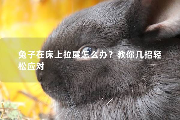 兔子在床上拉屎怎么办？教你几招轻松应对