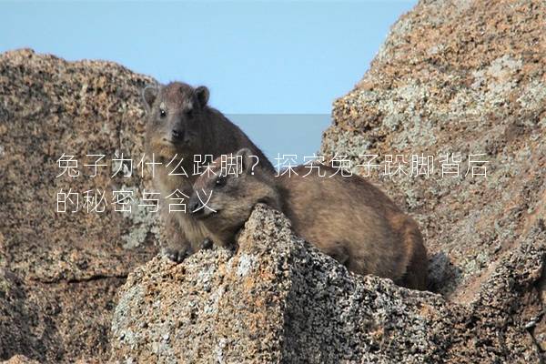 兔子为什么跺脚？探究兔子跺脚背后的秘密与含义